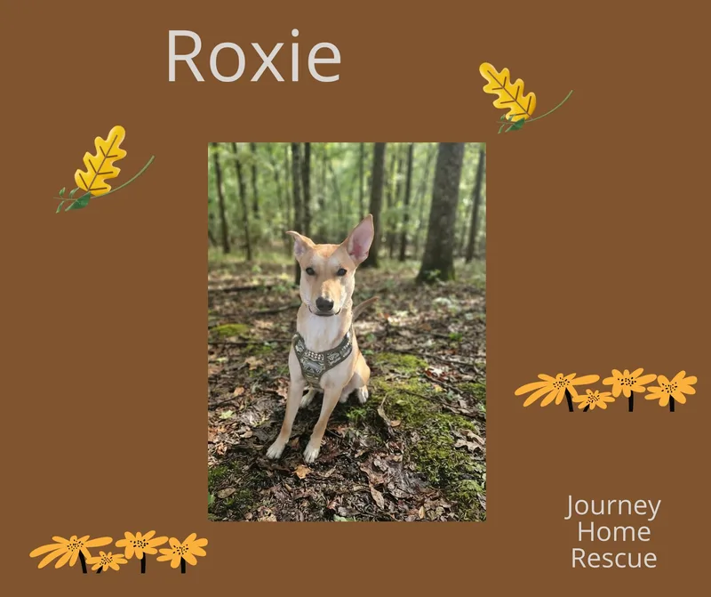 An adult medium-sized female Carolina Dog dog named Roxie for adoption in East Wenatchee, WA