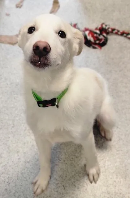 A young medium-sized male Mixed Breed dog named Sandy for adoption in Cooperstown, NY