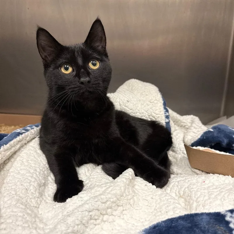 Stormfly thumbnail 2