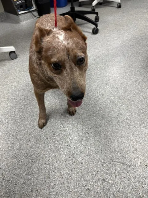 An adult medium-sized female Australian Cattle Dog / Blue Heeler dog named Maddy for adoption in Pasadena, TX