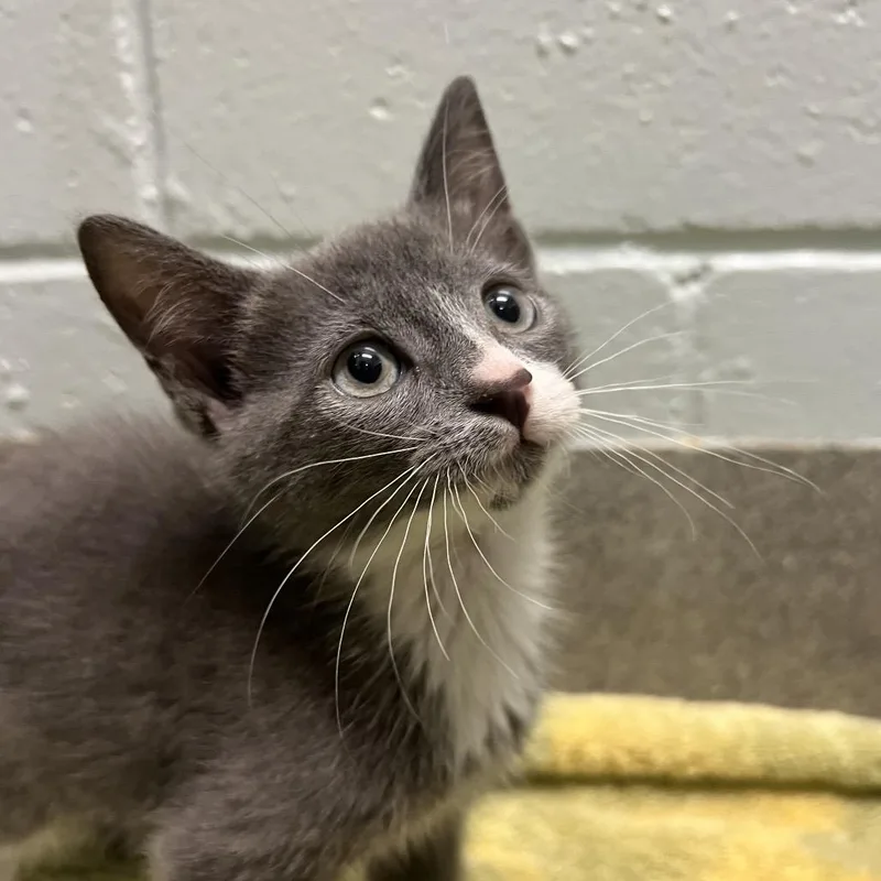A baby small-sized female Gray / Blue / Silver Domestic Short Hair cat named Saturn for adoption in Naples, FL