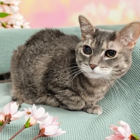 An adult small-sized female Domestic Short Hair cat named Luma Belle for adoption in Clinton Township, MI