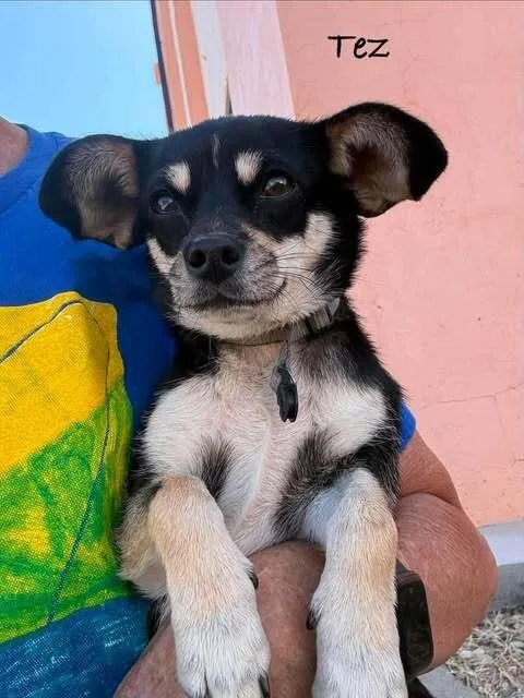 A young small-sized female Brown / Chocolate Chihuahua dog named Tez for adoption in Waunakee, WI