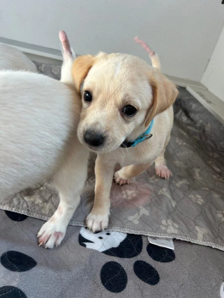 A baby small-sized male Mixed Breed dog named Gonzaga for adoption in Spokane, WA