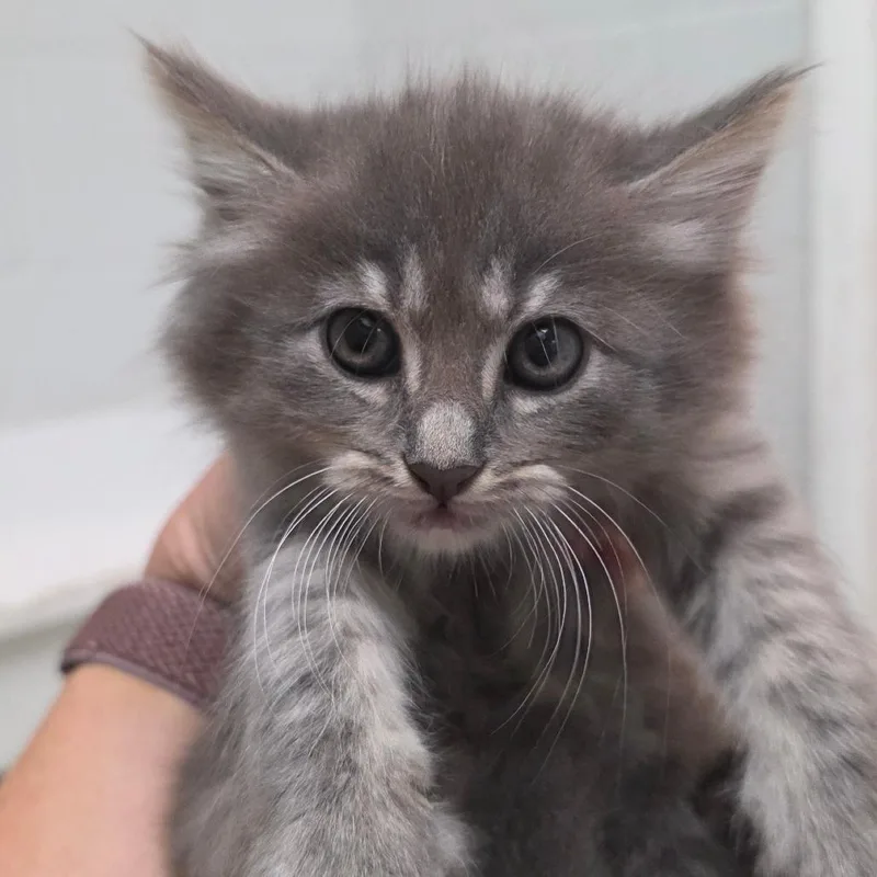 A baby small-sized female Gray / Blue / Silver Domestic Long Hair cat named Lyra for adoption in Buellton, CA