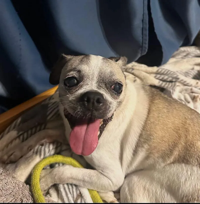 Biscuit