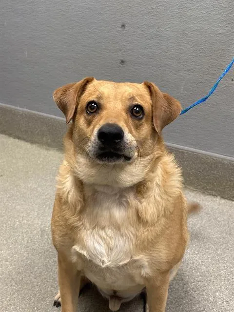 An adult medium-sized male Beagle dog named Dennis for adoption in Las Vegas, NV