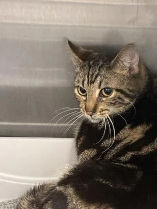 An adult medium-sized male Domestic Short Hair cat named Smile T for adoption in Lafayette, IN