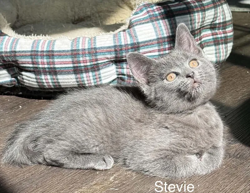 A baby medium-sized female Gray / Blue / Silver Domestic Short Hair cat named Stevie for adoption in West Des Moines, IA