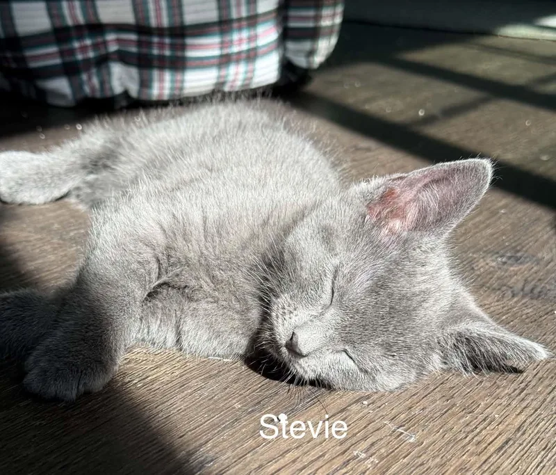 Stevie thumbnail 2