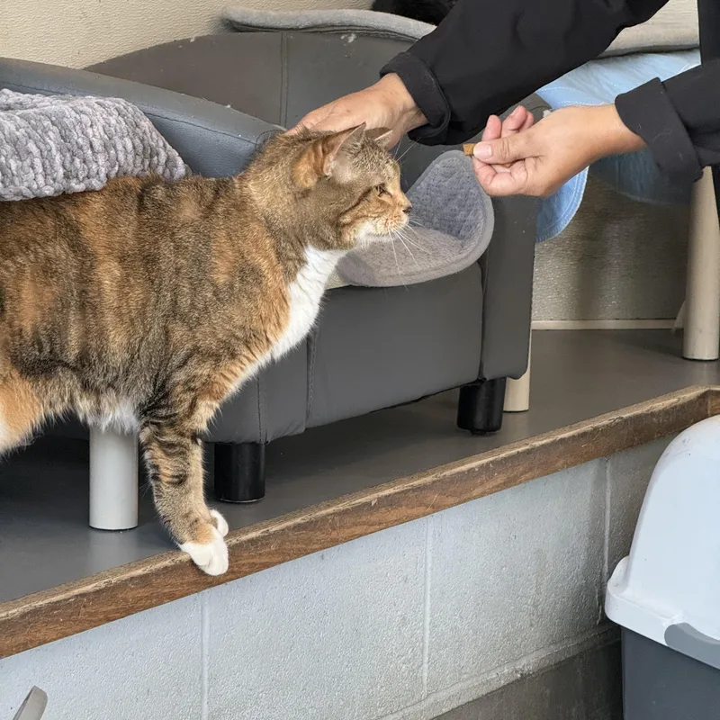 A young medium-sized female Flame Point American Shorthair cat named Tippy for adoption in Yonkers, NY