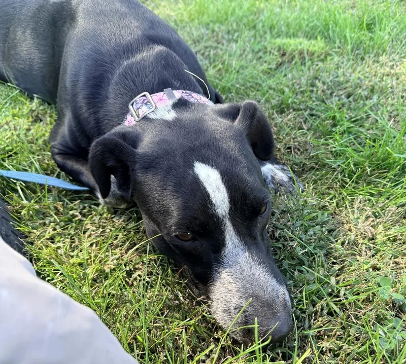 A young medium-sized female English Pointer dog named Maya for adoption in Green Ridge, MO