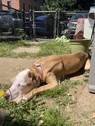 A senior medium-sized female Pit Bull Terrier dog named Wiley for adoption in Washington, DC