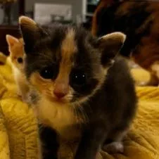 A baby small-sized female Gray / Blue / Silver Domestic Short Hair cat named Cheryl for adoption in Chapel Hill, NC