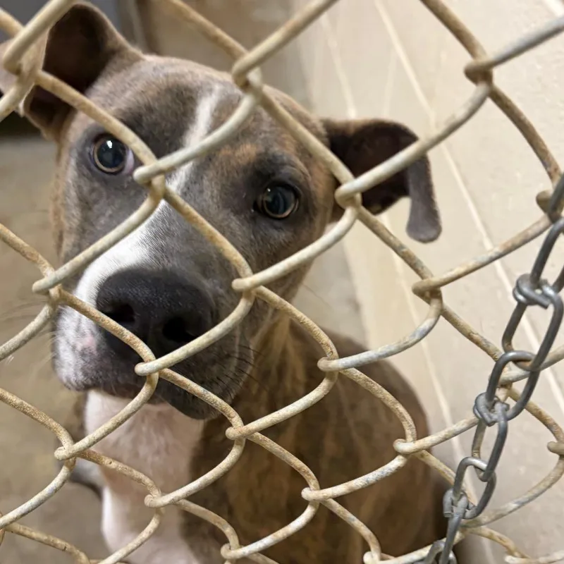 A young medium-sized male Black Labrador Retriever dog named Dallas for adoption in Palestine, TX
