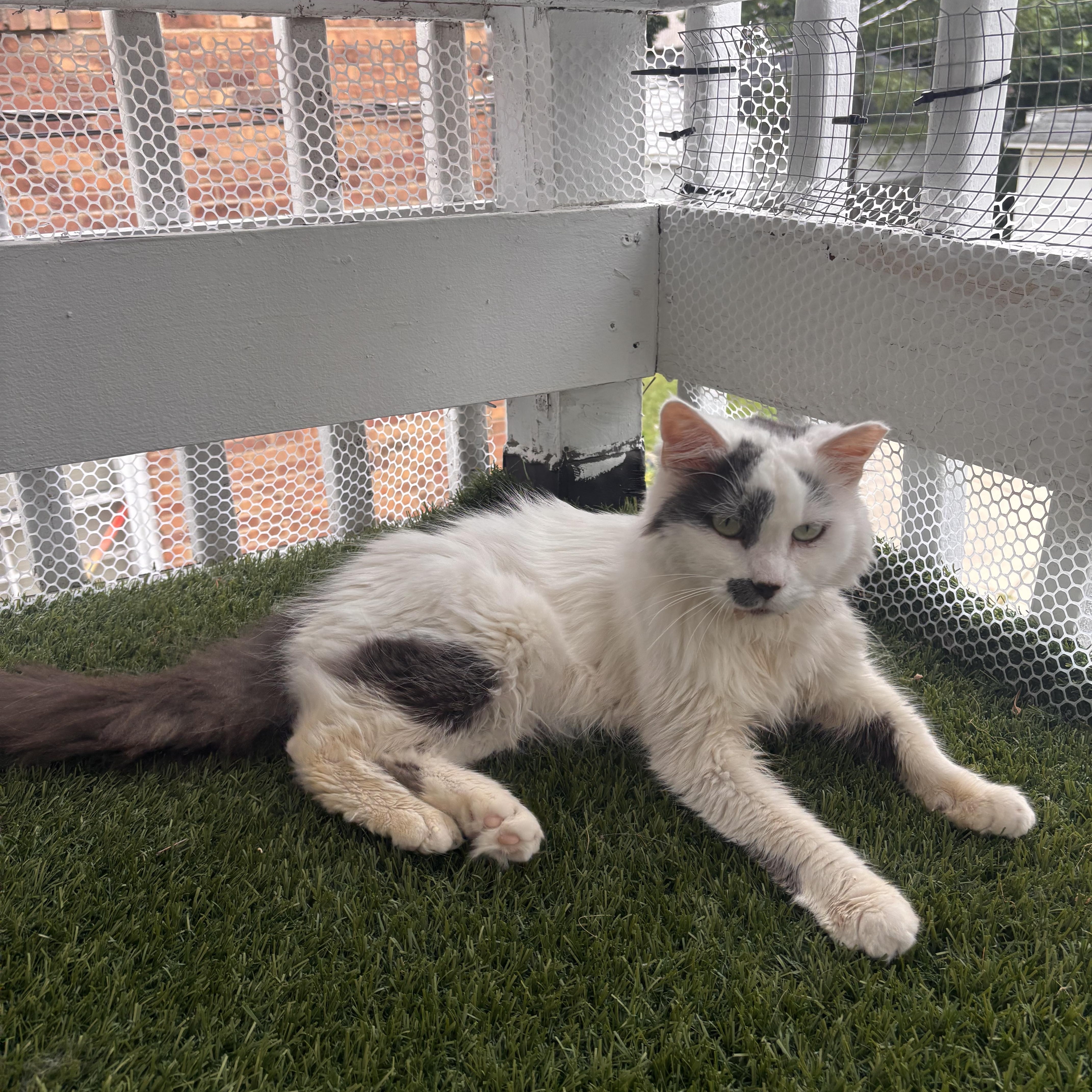 A senior medium-sized female Domestic Medium Hair cat named Daphne for adoption in Shaker Heights, OH
