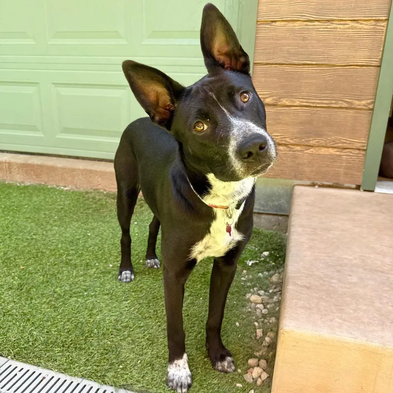 A young medium-sized male Black Cattle Dog dog named Xavier for adoption in Agoura Hills, CA
