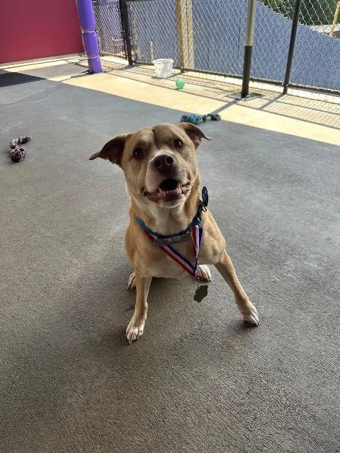 An adult medium-sized male American Staffordshire Terrier dog named Bulleit for adoption in Parkville, MD