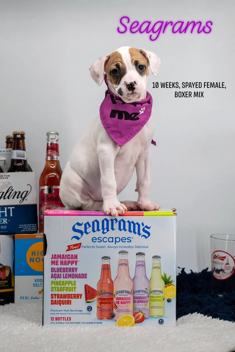 A baby small-sized female White / Cream Boxer dog named Seagrams for adoption in Sevierville, TN