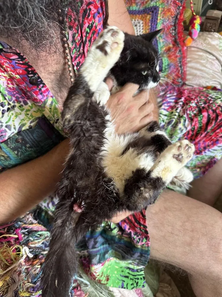 A senior small-sized male Domestic Short Hair cat named Louie Xerri for adoption in Ferndale, MI