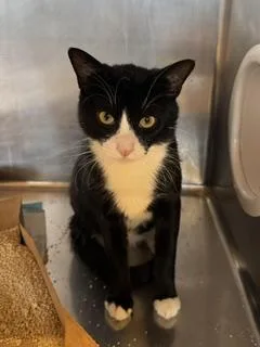 Tux