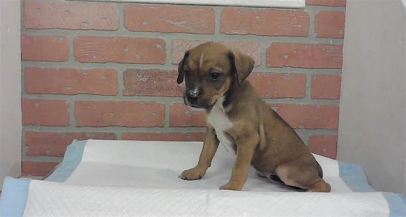 A baby small-sized female Labrador Retriever dog named A for adoption in Houston, TX