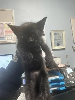 A baby small-sized male Domestic Short Hair cat named Hubert purple for adoption in Chamblee, GA