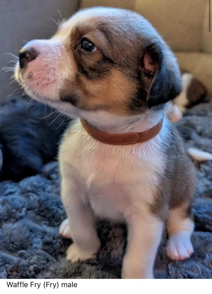 A baby medium-sized male Mixed Breed dog named Waffle Fry Chickfila Litter for adoption in Columbus, OH