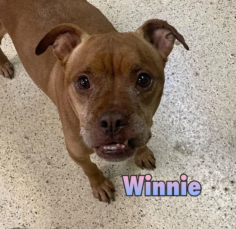 A senior medium-sized female Boxer dog named Winnie for adoption in Muncie, IN