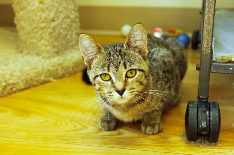 A baby medium-sized female Tabby (Brown / Chocolate) Domestic Short Hair cat named Scarlet for adoption in Urbana, OH