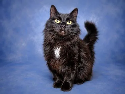 An adult small-sized female Maine Coon cat named Eureka for adoption in Taylorsville, NC