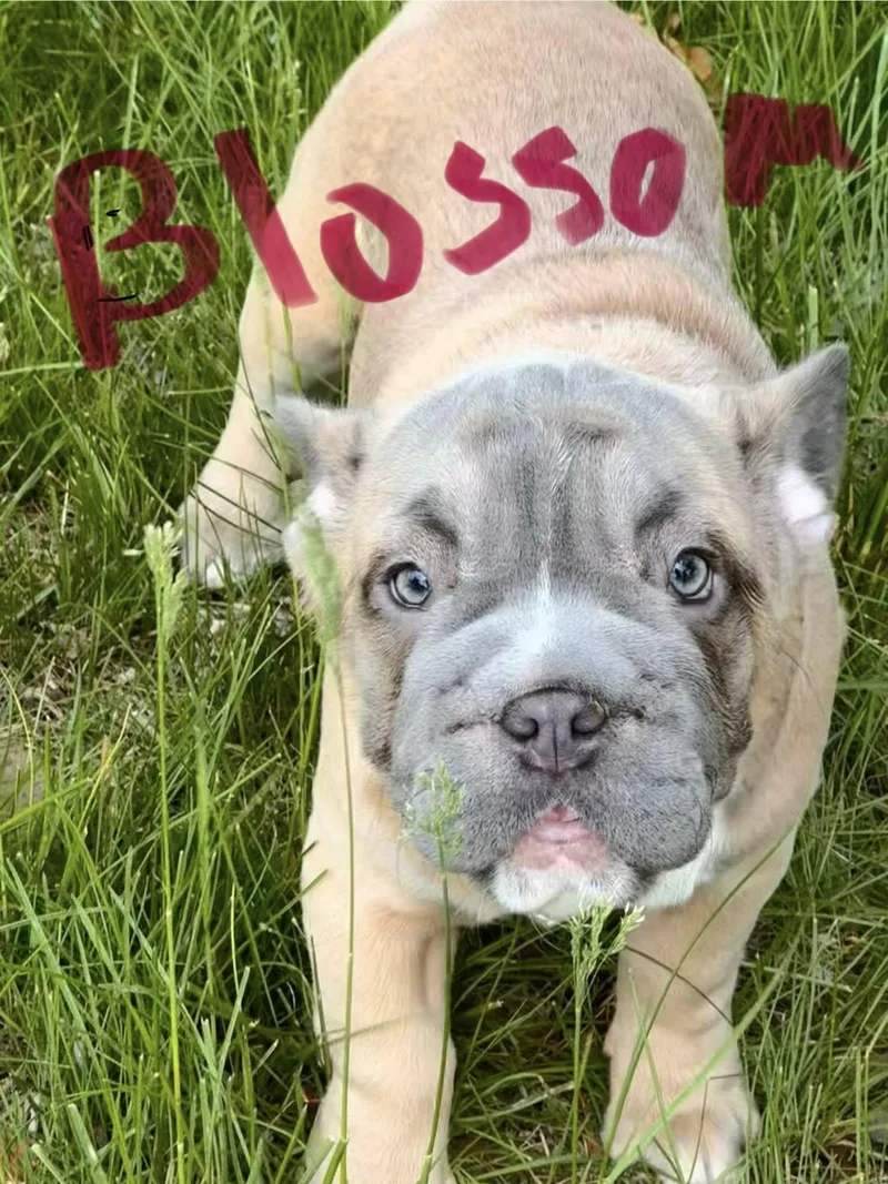 A young small-sized female French Bulldog dog named Blossom for adoption in Greenwich, NY