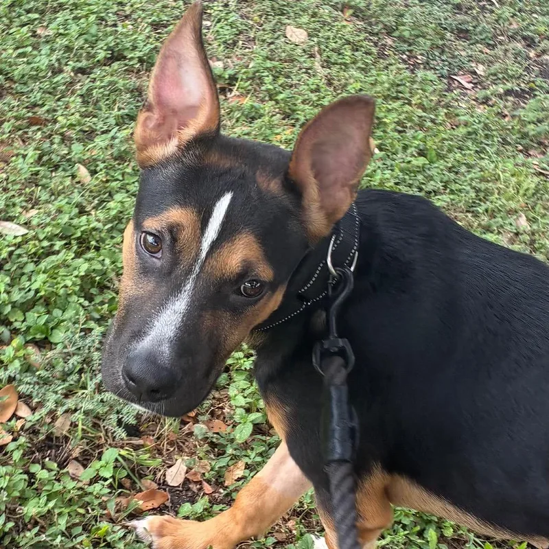 A young medium-sized male Black German Shepherd Dog dog named Teddi for adoption in San Antonio, TX
