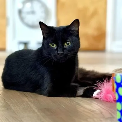 An adult medium-sized female Domestic Short Hair cat named Kitkat for adoption in Washington, DC