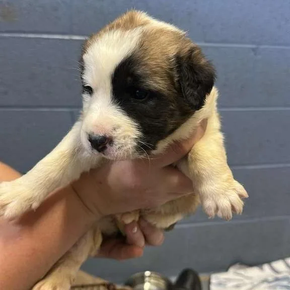 A baby small-sized female White / Cream Mixed Breed dog named Africa for adoption in Gadsden, AL