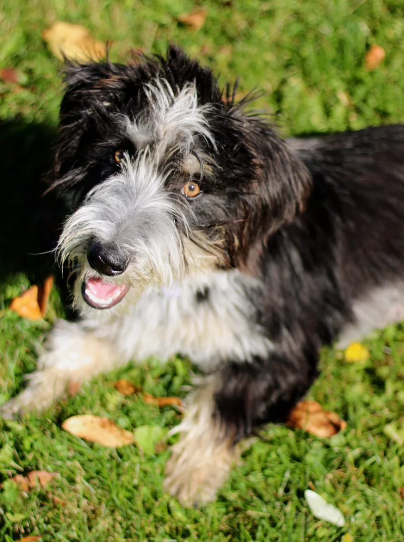 A young medium-sized female Dachshund dog named Basil for adoption in Battle Creek, MI