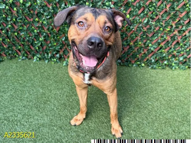 An adult medium-sized male Mixed Breed dog named Milo for adoption in West Palm Beach, FL