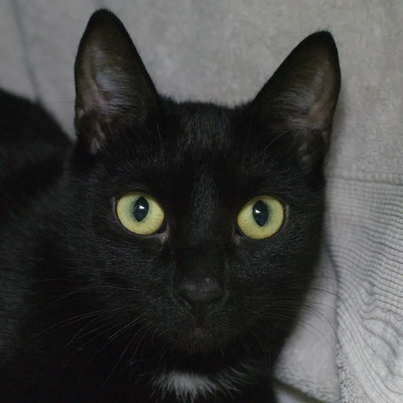 A young medium-sized male Domestic Short Hair cat named Flash for adoption in Shoreline, WA