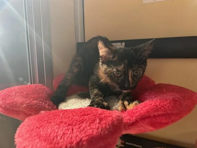 A baby small-sized female Domestic Short Hair cat named Pawleen for adoption in Lancaster, CA