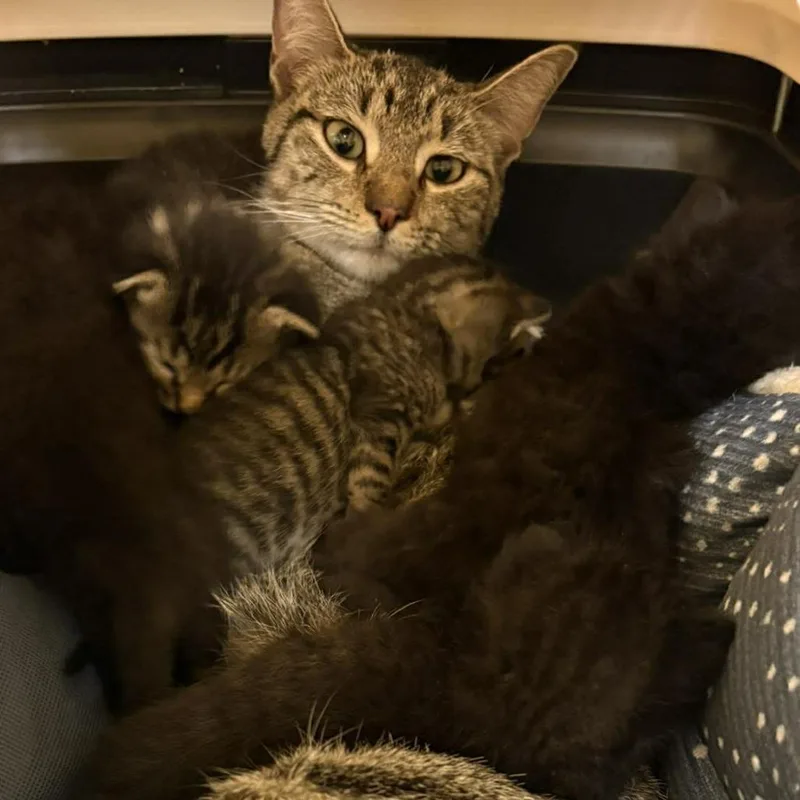 An adult medium-sized female Brown / Chocolate Domestic Short Hair cat named Mama Brownie Houston for adoption in Denver, CO