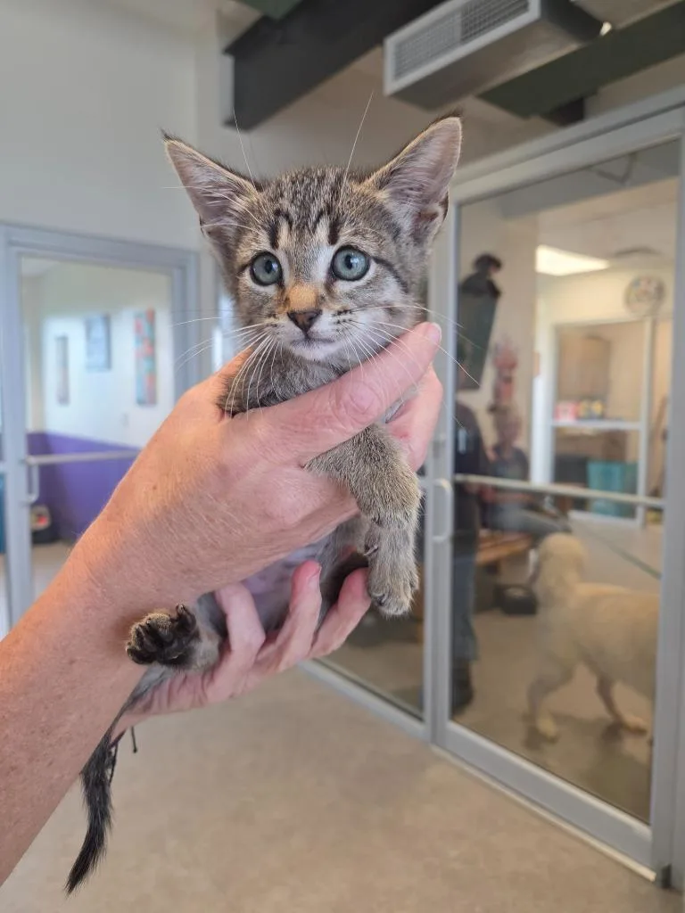 A baby small-sized female Domestic Short Hair cat named Debbie for adoption in Bossier City, LA