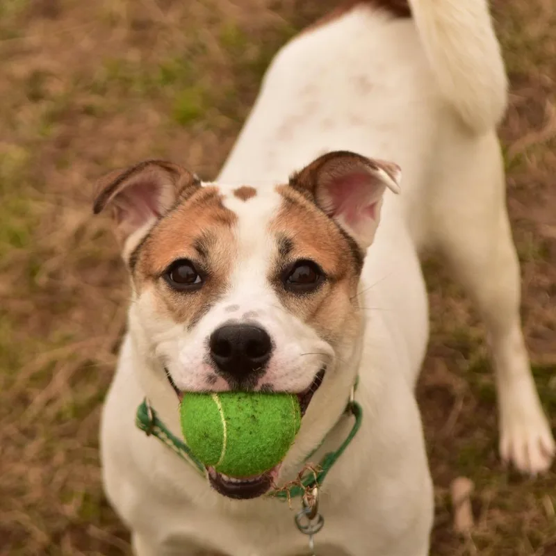 A young medium-sized female White / Cream Mixed Breed dog named Sally Sue for adoption in Owosso, MI