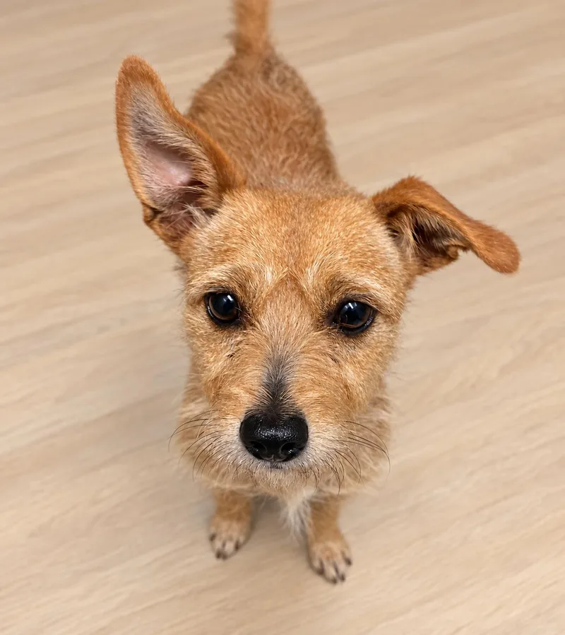 A young small-sized female Mixed Breed dog named Lucy for adoption in Raleigh, NC