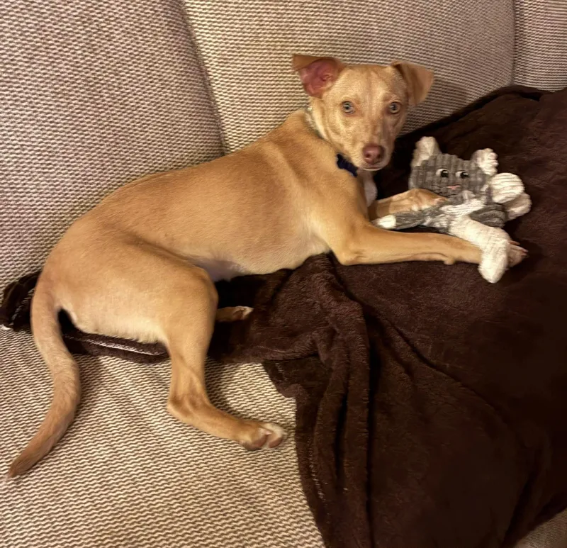 Lil Jack thumbnail 2