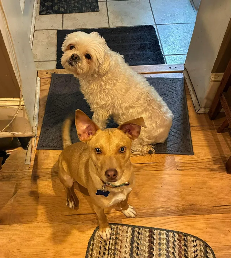 Lil Jack thumbnail 4