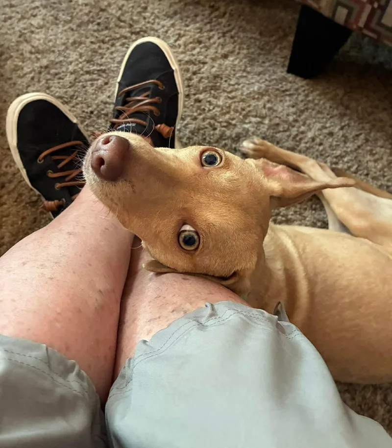 Lil Jack thumbnail 5