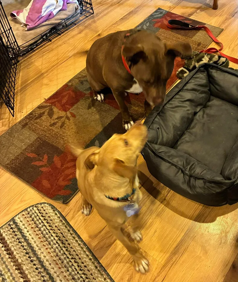 Lil Jack thumbnail 6