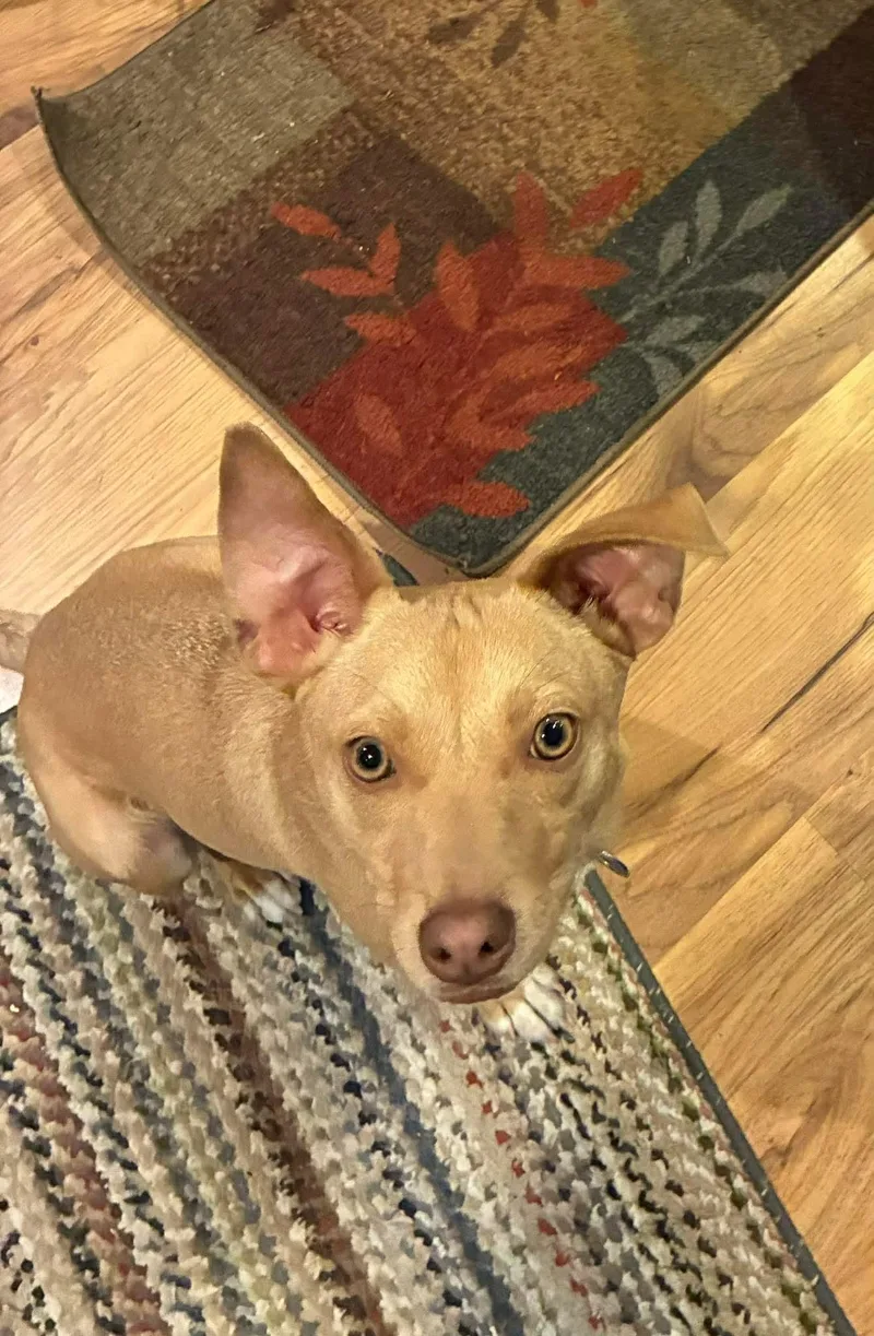 A young small-sized male Yellow / Tan / Blond / Fawn Terrier dog named Lil Jack for adoption in Blue Bell, PA