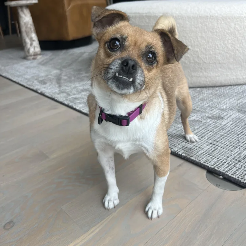 An adult small-sized female Yellow / Tan / Blond / Fawn Chihuahua dog named Harley for adoption in Cornelius, NC
