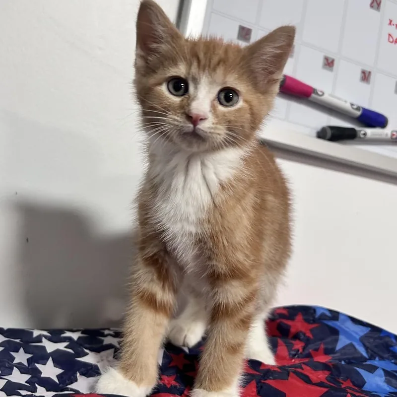 A baby small-sized male Orange / Red Domestic Short Hair cat named Roman for adoption in Fredericksburg, VA